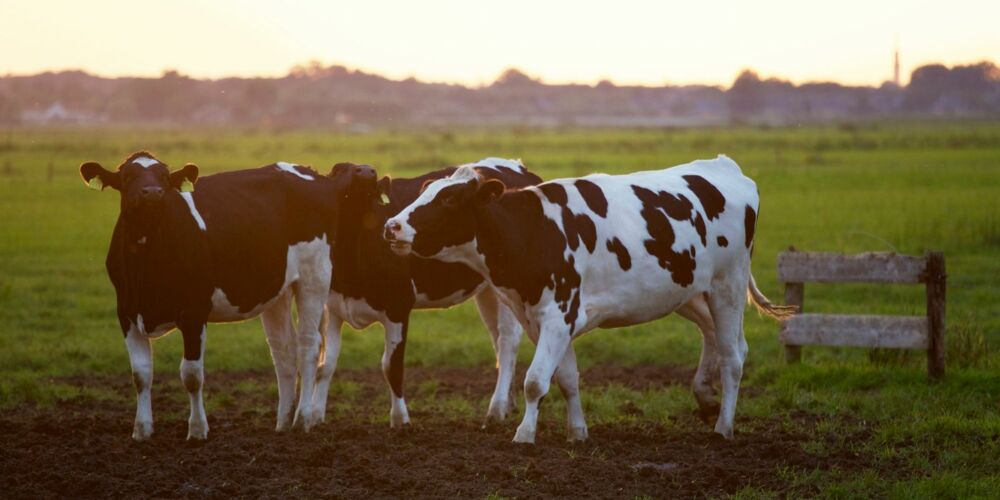Smart solution for fermentation residues from biogas plants!