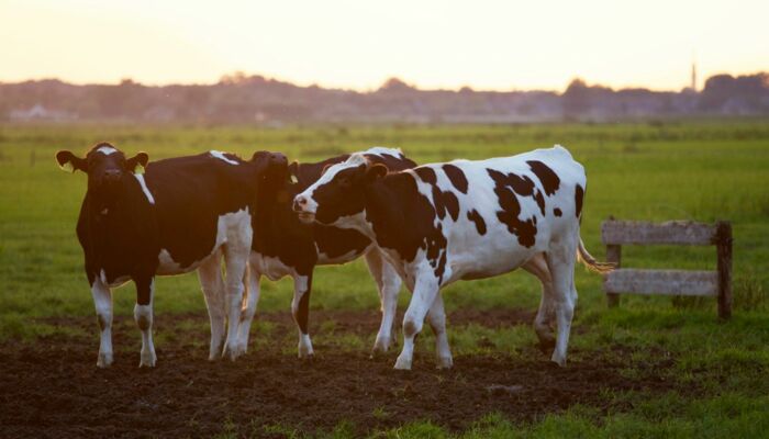 Smart solution for fermentation residues from biogas plants!